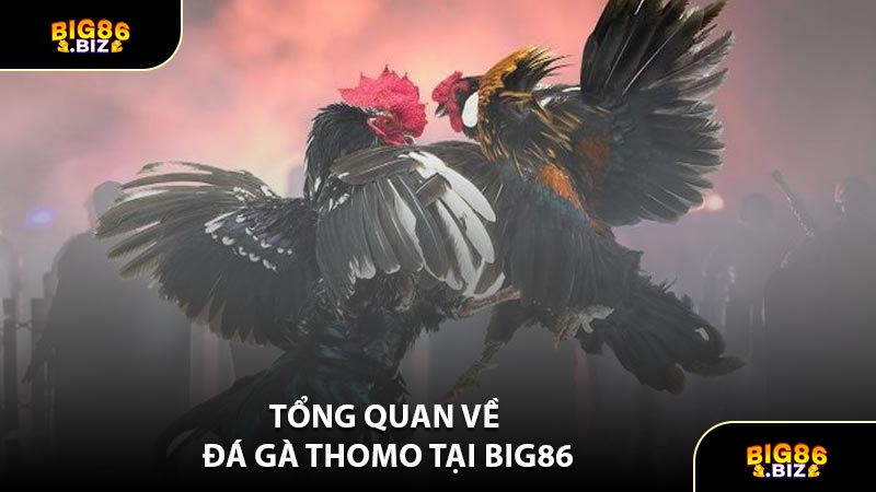 Tổng Quan Về Đá Gà Thomo Tại BIG86